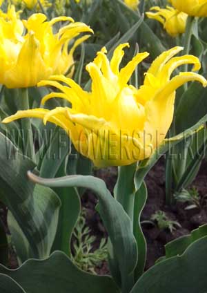    (photo Tulip Monte Spider)