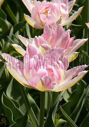     (Photo Tulip Peach Blossom)