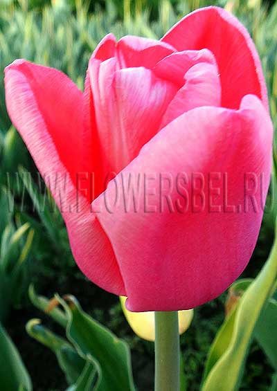 Ը  (Tulip First Rosy)
