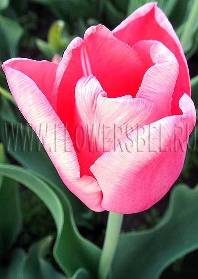 Ը  (Tulip First Rosy)