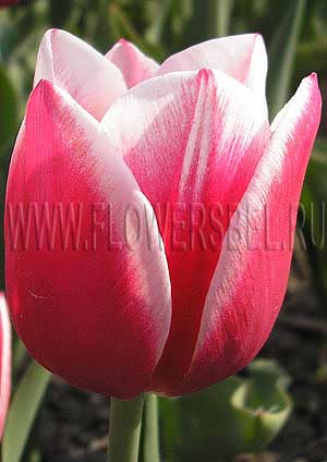      (Photo Tulip Lustige Witwe Record)