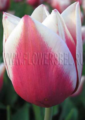      (Photo Tulip Lustige Witwe Record)