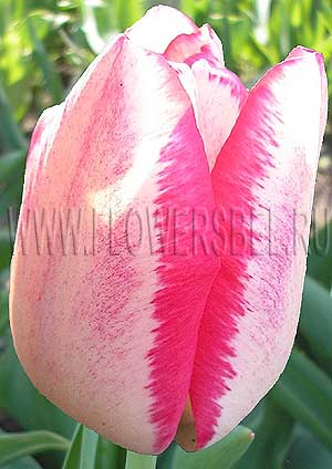     (Photo Tulip Mata Hari)