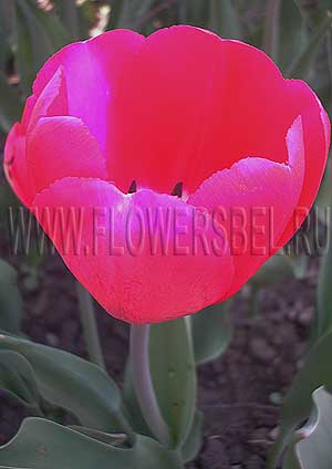     (Photo Tulip Red Power)
