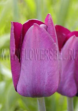   (Tulip Attila)