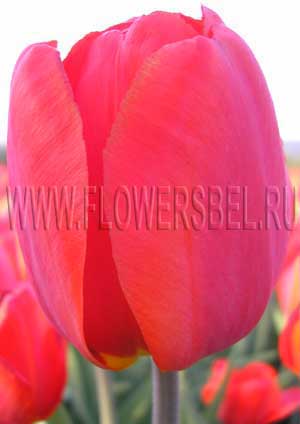    (Photo Tulip America)