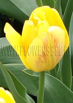      (Photo Tulip Beauty of Apeldoorn)