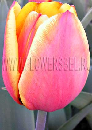     (Photo Tulip Forgotten Dreams)