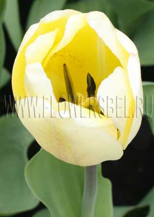     (Photo Tulip Ivory Floradale)