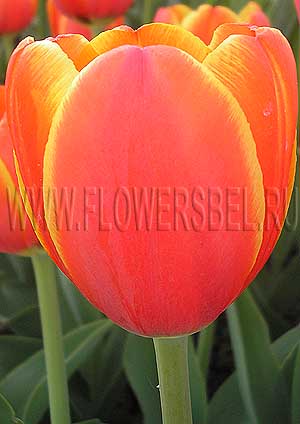   '  (Photo Tulip World's Favorite)