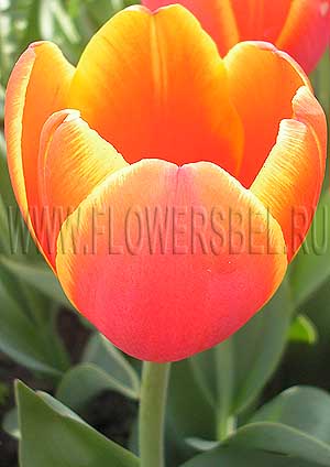   '  (Photo Tulip World's Favorite)