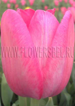     (Photo Tulip Grand Style)