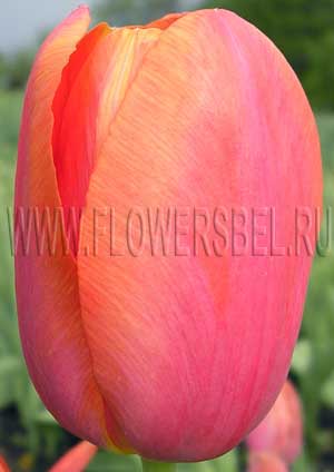    (Photo Tulip Grand Style)