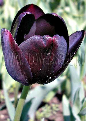      (Photo Tulip Queen Of Night)