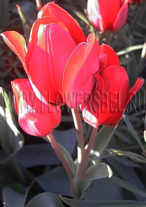     (Photo Tulip Red Georgette)