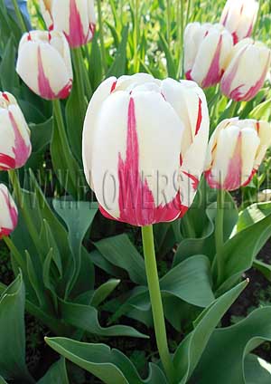     (photo Tulip World Expression)