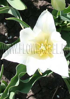     (Photo Tulip Ballade White)