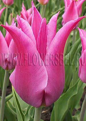     (Photo Tulip Lilac Time)