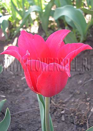     (Photo Tulip Pretty Woman)