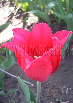     (Photo Tulip Pretty Woman)