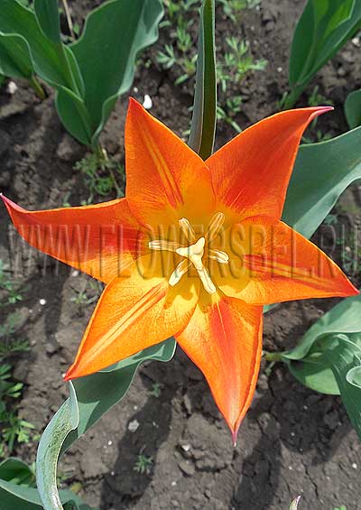    (Tulip Synaeda Orange)