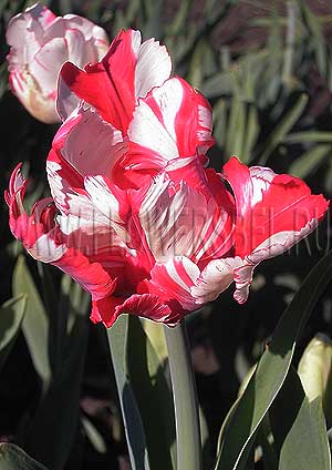    (Tulip Estella Rijnveld)