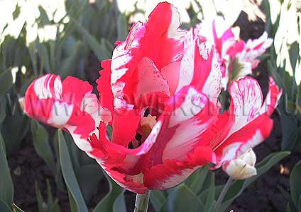   (Tulip Estella Rijnveld)