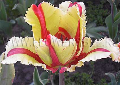     (Photo Tulip Flaming Parrot)