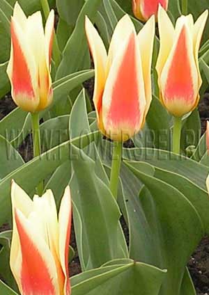   (Tulip Corona)