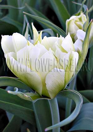     (Photo Tulip Exotic Emperor)