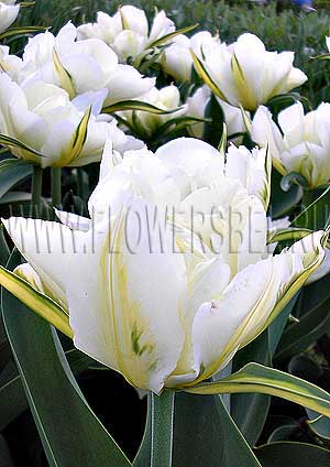     (Photo Tulip Exotic Emperor)