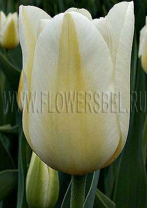    (Photo Tulip Purissima)