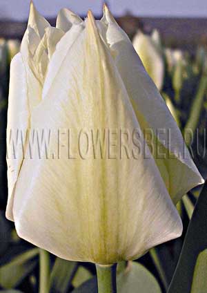    (Photo Tulip Purissima)