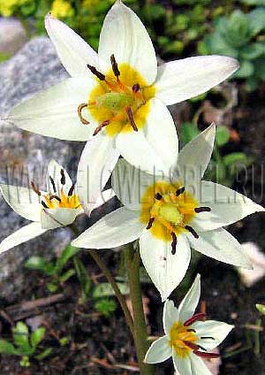    (Photo Tulip Turkestanica)
