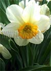  (Narcissus),     (Flower Record)    (Lemon Cup)