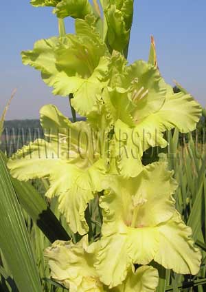 ��������� �������� ����� (Emerald Ripple)