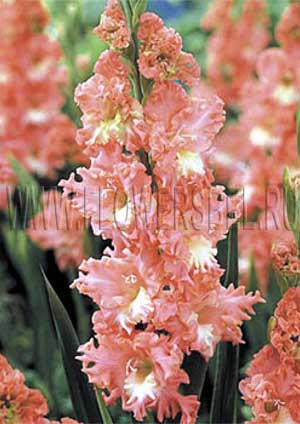 ��������� �������� ����� ���� (Frizzled Coral Lace)