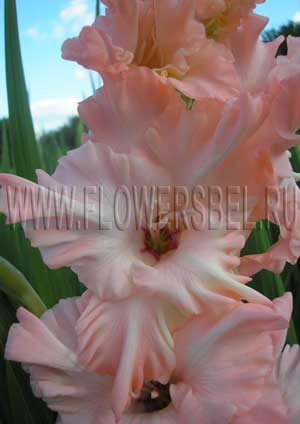 ��������� �������� (Contessa)