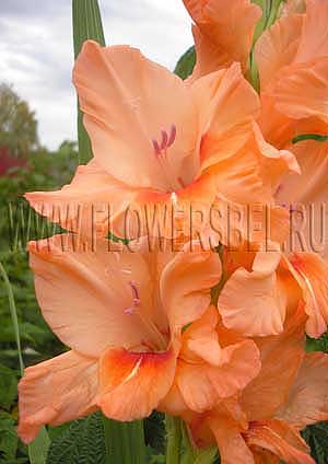 ��������� ����������