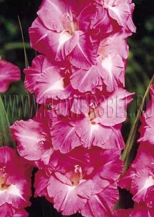 ��������� ������� ������ (Rose Laguna)