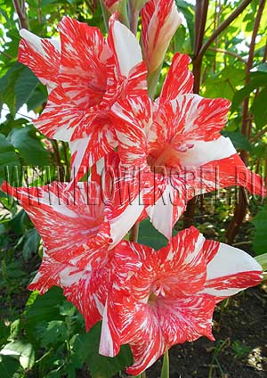 ��������� ����� ���� (Candy Cane)