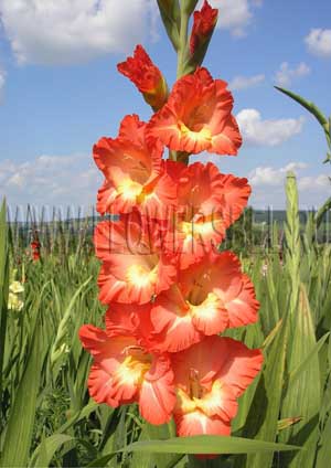 ��������� ��������� (Dixiland)