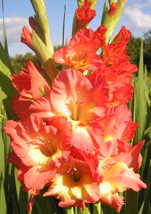 ��������� ��������� (Dixiland)