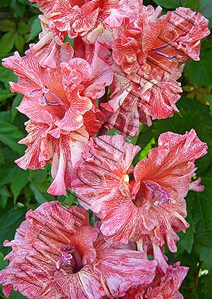 ��������� �������� ����