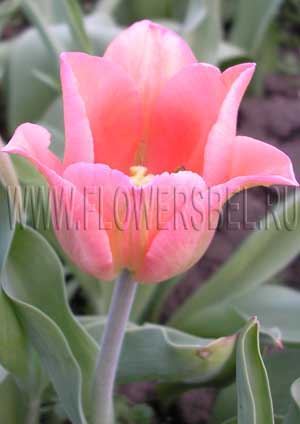     (Photo Tulip Beauty Queen)