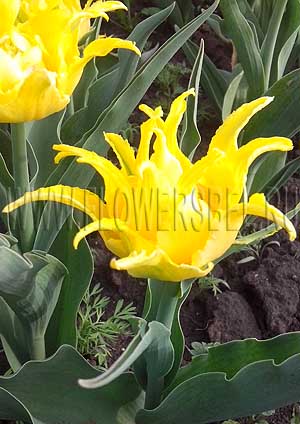 ������� ����� ������� (photo Tulip Monte Spider)