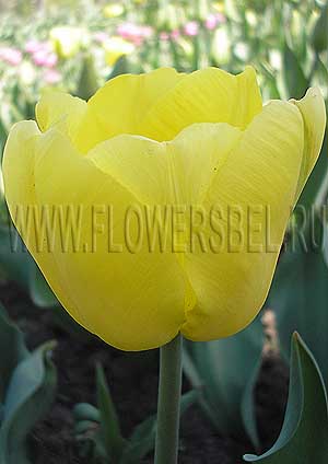 ���������� ������� ����� (Photo Tulip Dakar)