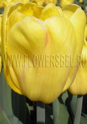 ���������� ������� ����� (Photo Tulip Dakar)