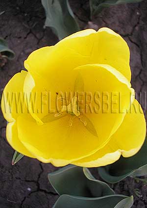���������� ������� ����� (Photo Tulip Dakar)