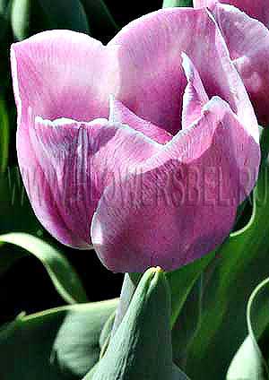 ���������� ������� �������� ���� (Photo Tulip Dreamland Made)